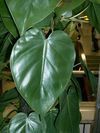 filodendron