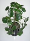 pénzlevelű pilea