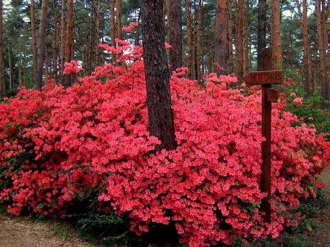 7 gyönyörű magyar arborétum, ahova feltétlenül menjetek el a gyermekeddel