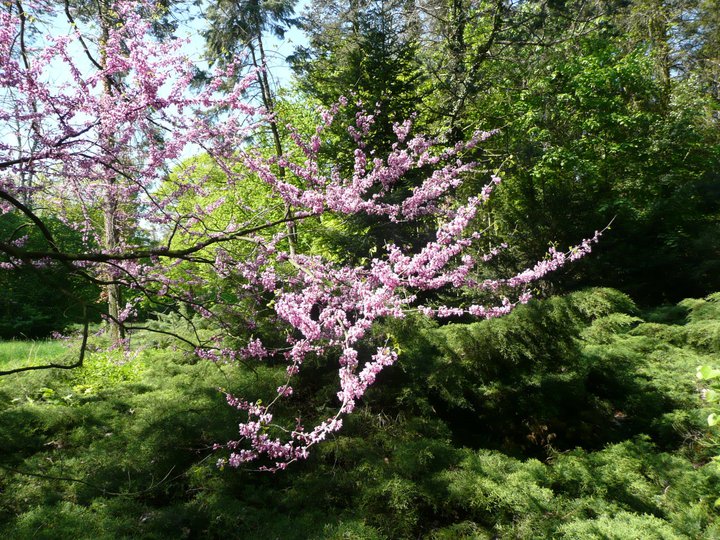 7 gyönyörű magyar arborétum, ahova feltétlenül menjetek el a gyermekeddel